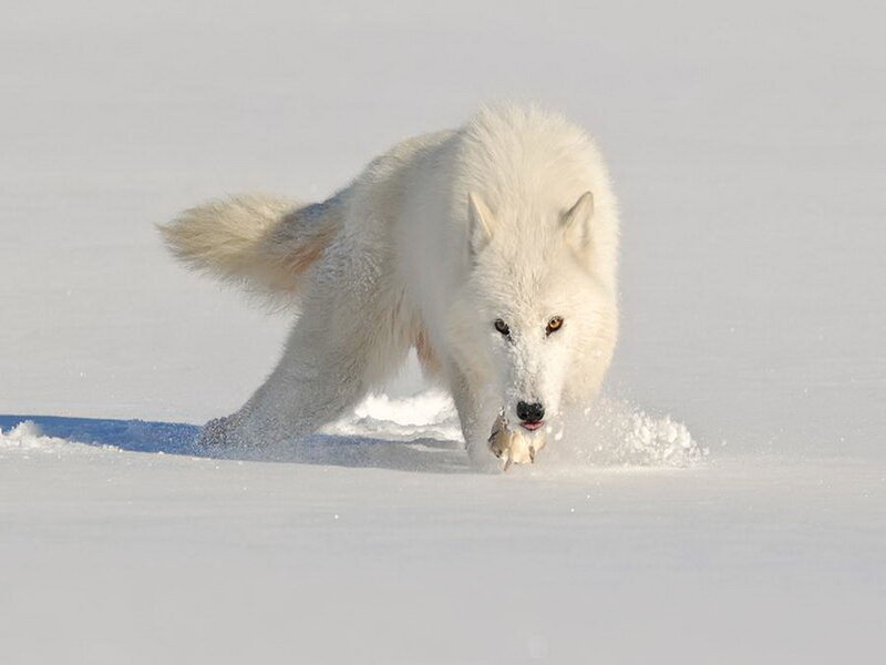 White Wolf Running — Dynamic