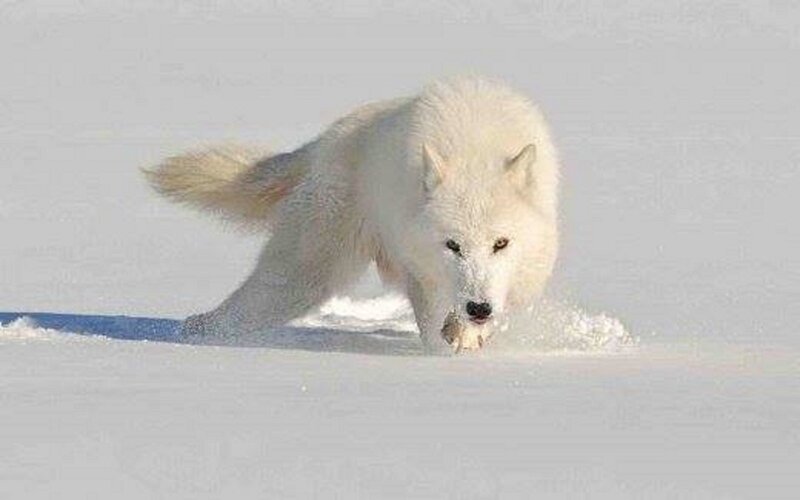 White Wolf Running — Dynamic, Winter