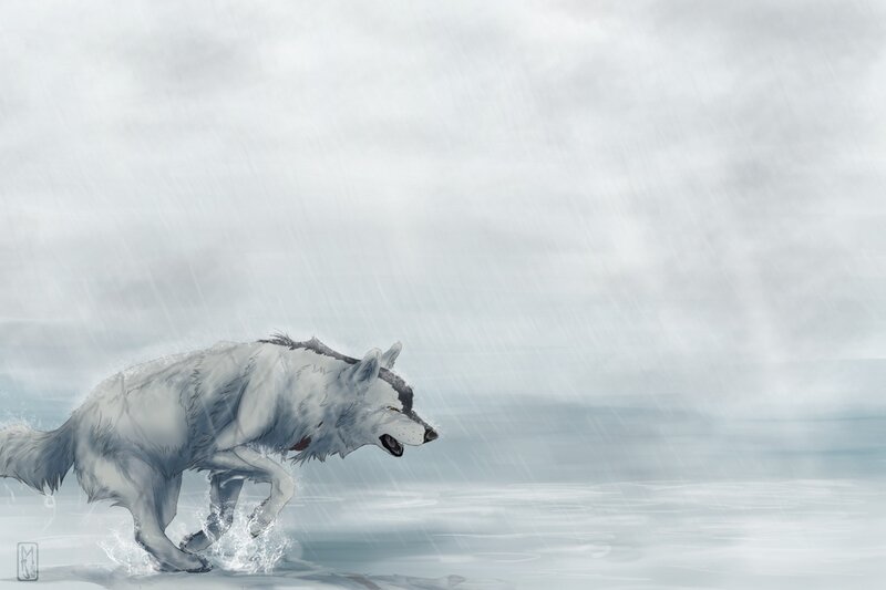 White Wolf Running — Gray, Dramatic