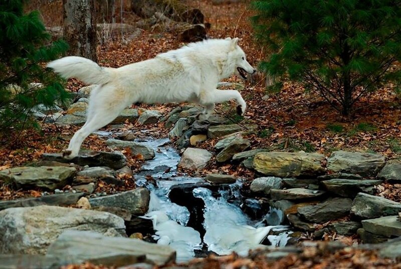 White Wolf Running — Natural, Autumn, Photograph, Stream