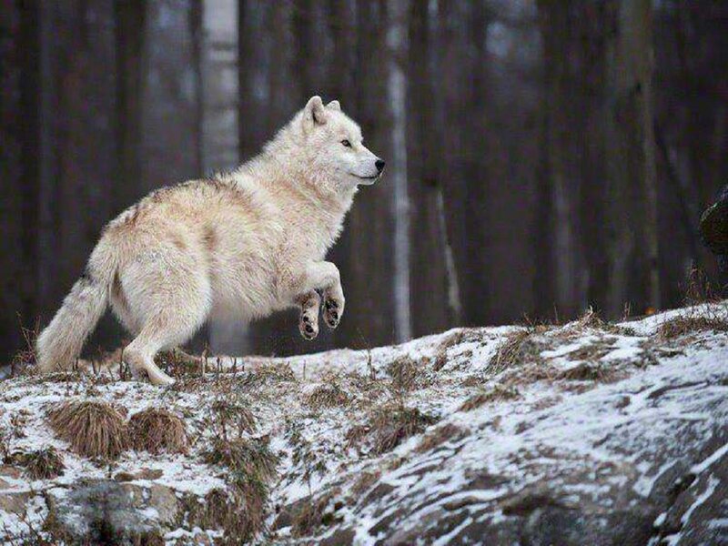 White Wolf Running — Natural