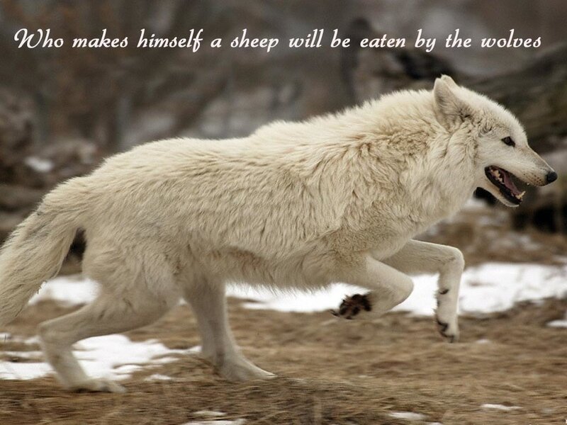White Wolf Running