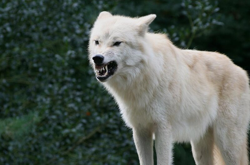 White Wolf Showing Teeth