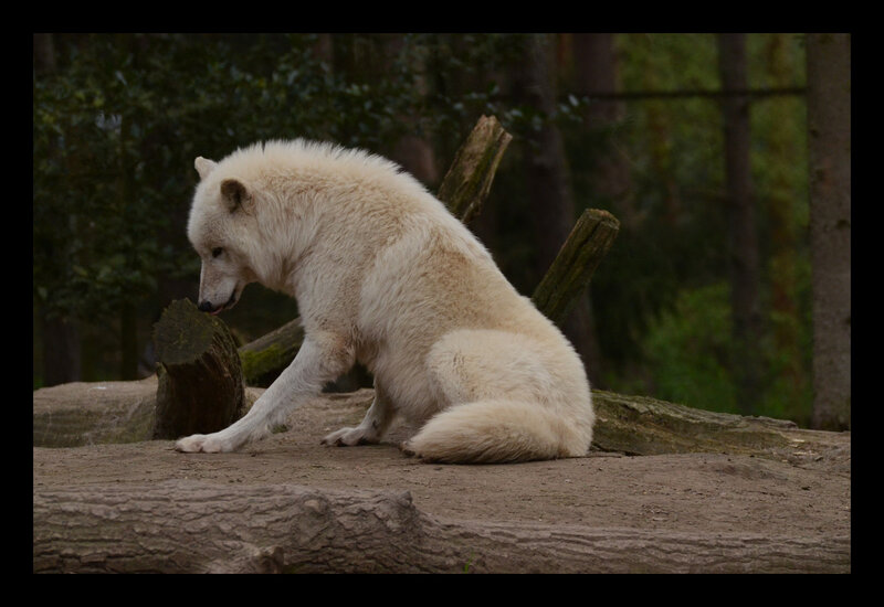 White Wolf Sitting — Calm