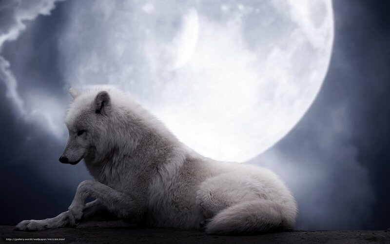 White Wolf Sitting — Dramatic, Night