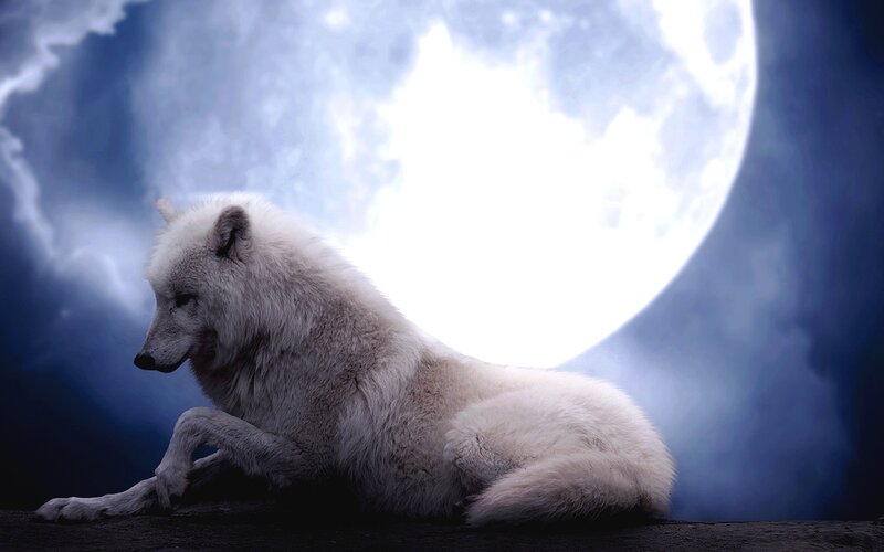 White Wolf Sitting — Dramatic