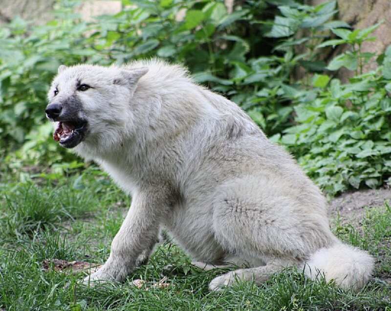White Wolf Sitting — Green