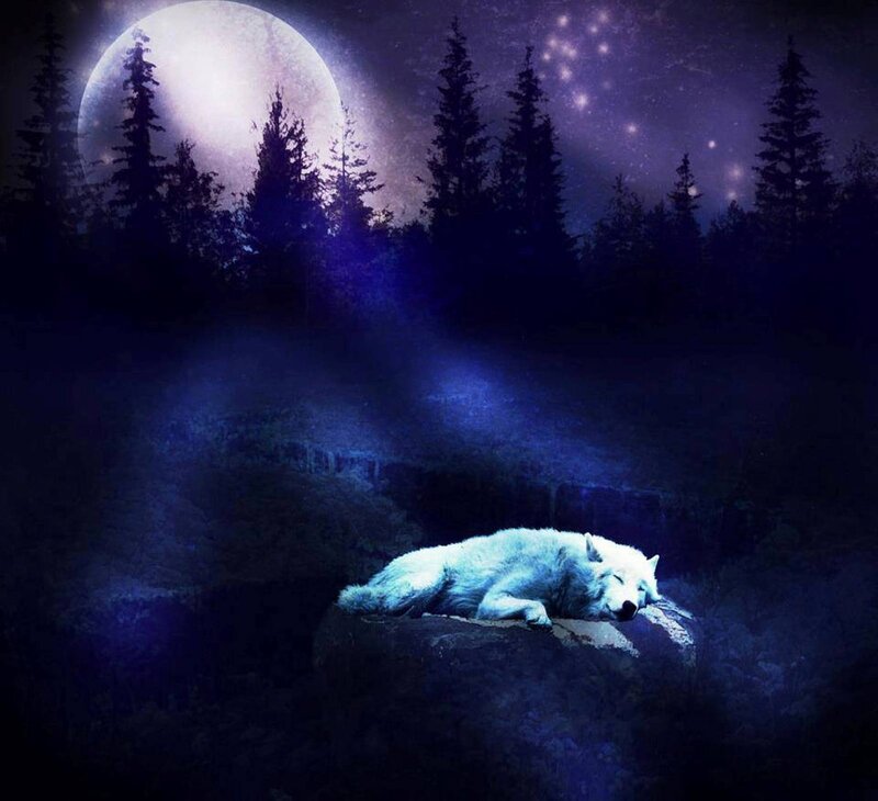 White Wolf Sleeping — Blue, Serene