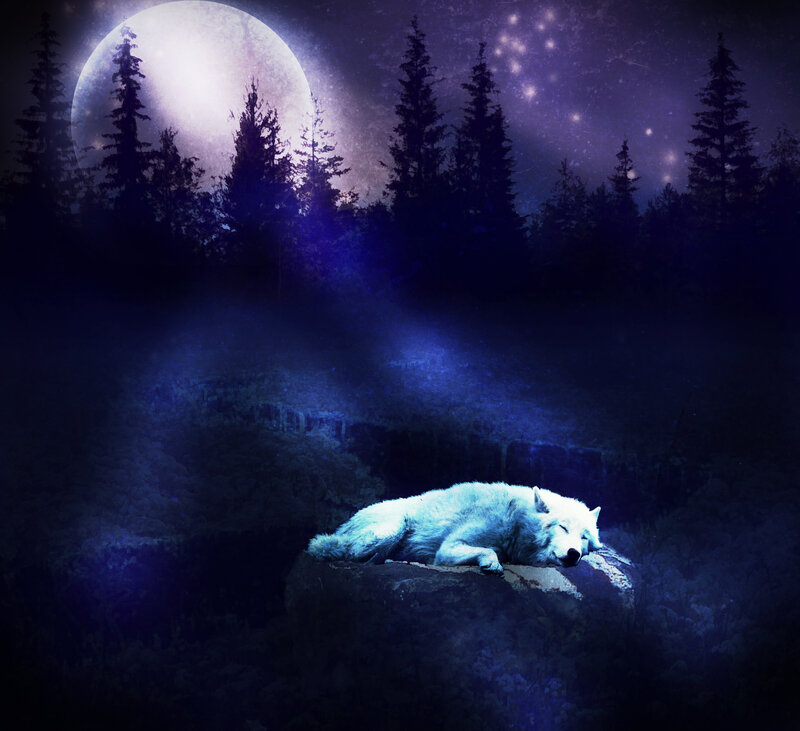White Wolf Sleeping — Blue