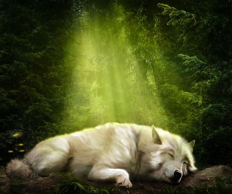 White Wolf Sleeping — Green, Serene