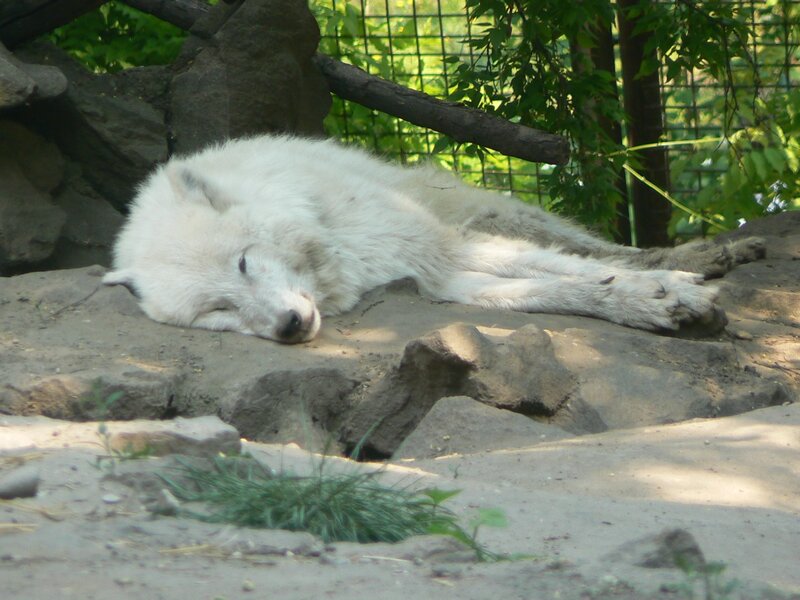 White Wolf Sleeping — Peaceful, Afternoon