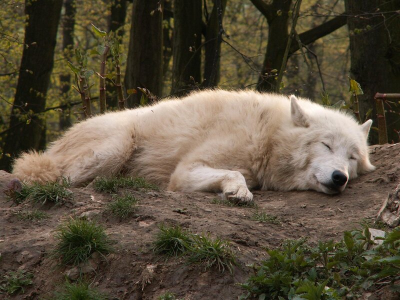 White Wolf Sleeping — Peaceful, Spring