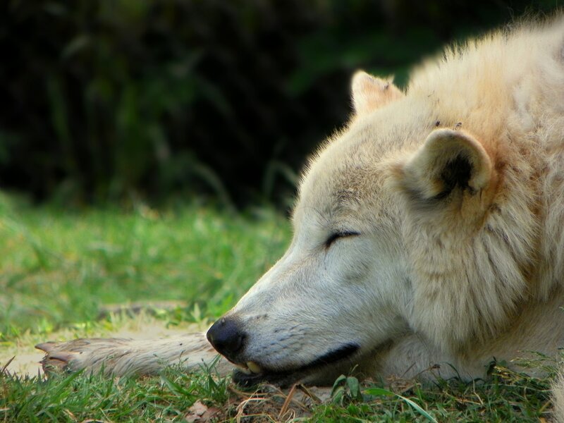 White Wolf Sleeping — Peaceful