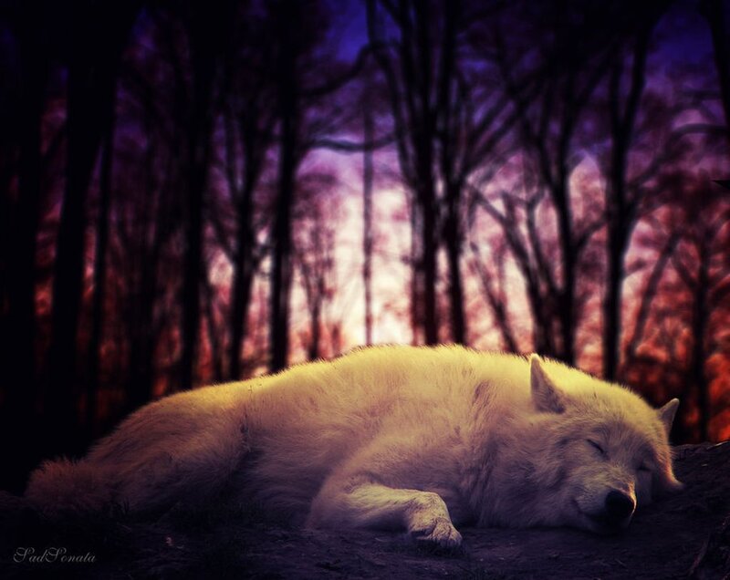 White Wolf Sleeping — Purple, Serene