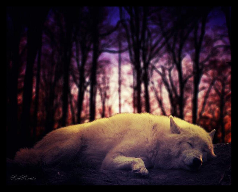 White Wolf Sleeping — Purple