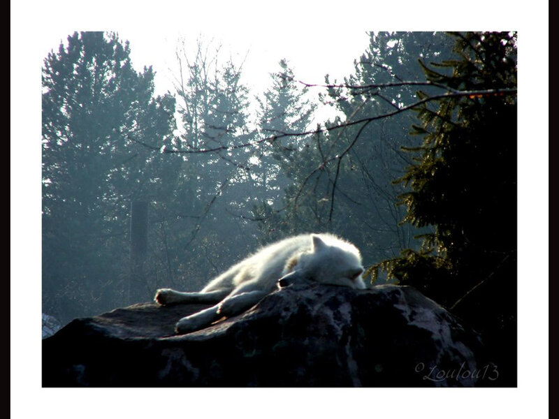 White Wolf Sleeping — Serene, Morning