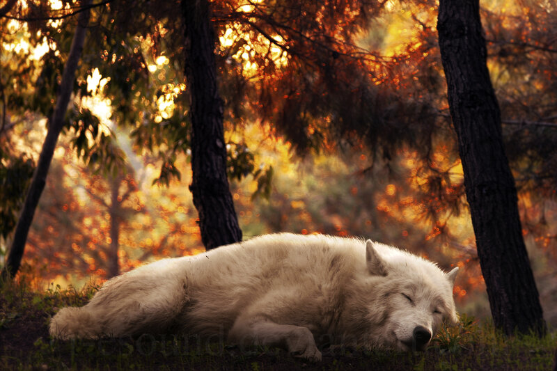 White Wolf Sleeping — Serene, Sunset, Photograph