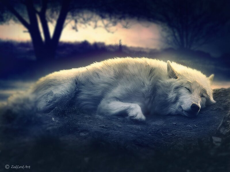 White Wolf Sleeping — Serene, Sunset