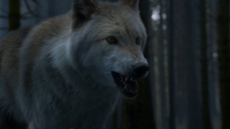 White Wolf Snarling