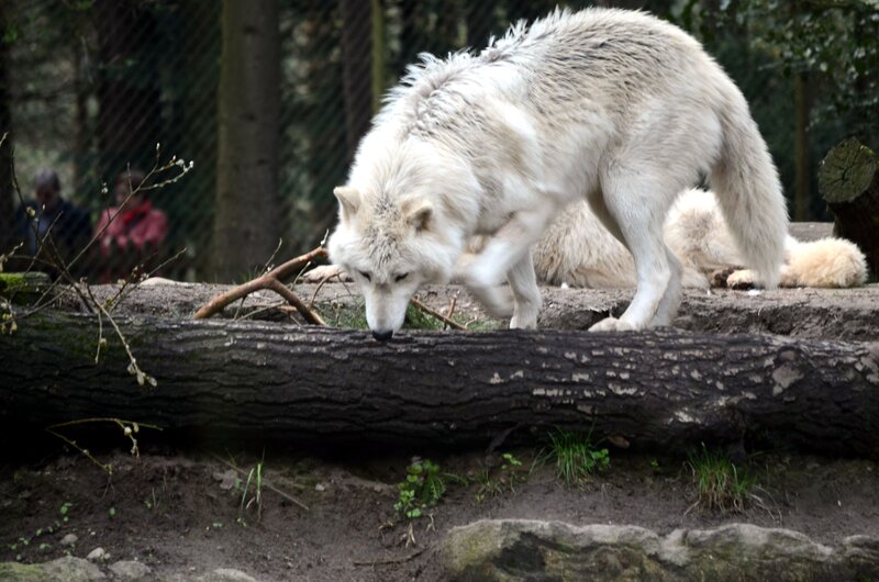 White Wolf Sniffing Log