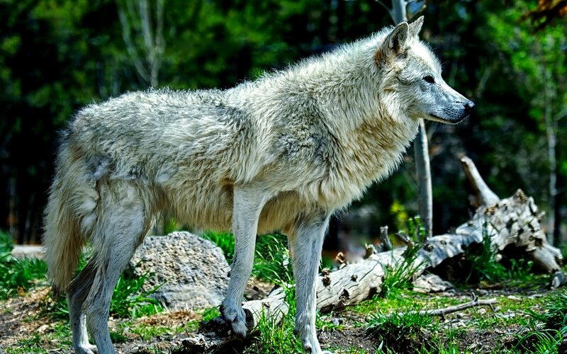 White Wolf Standing — Alert, Afternoon, Photograph