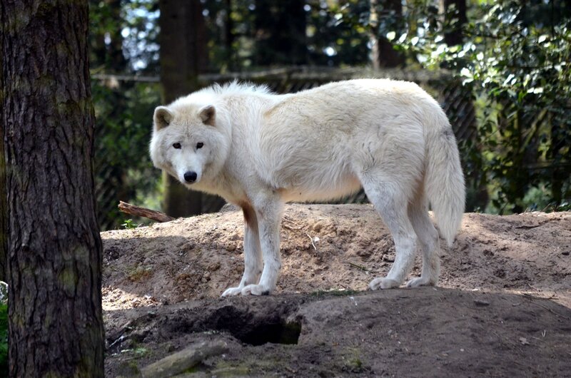 White Wolf Standing — Alert, Afternoon, Photograph, Tree, Dirt Mound