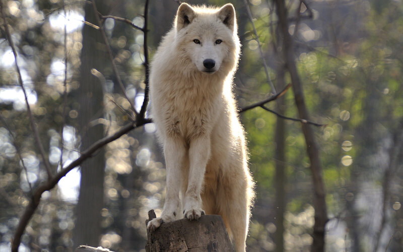 White Wolf Standing — Alert, Afternoon, Photograph, Tree Stump