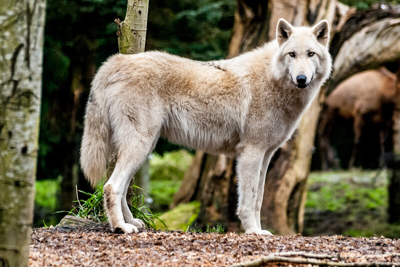 White Wolf Standing — Alert, Afternoon, Photograph, Tree
