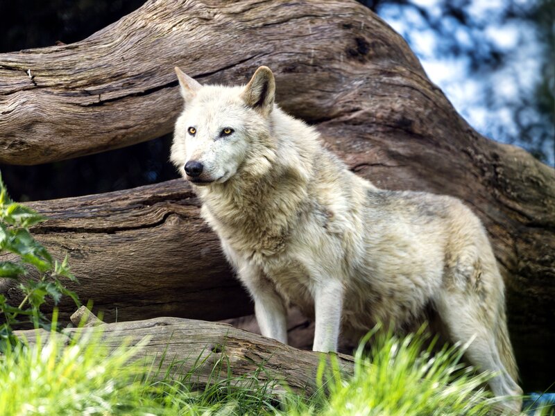 White Wolf Standing — Alert, Afternoon, Photograph, Tree Trunk