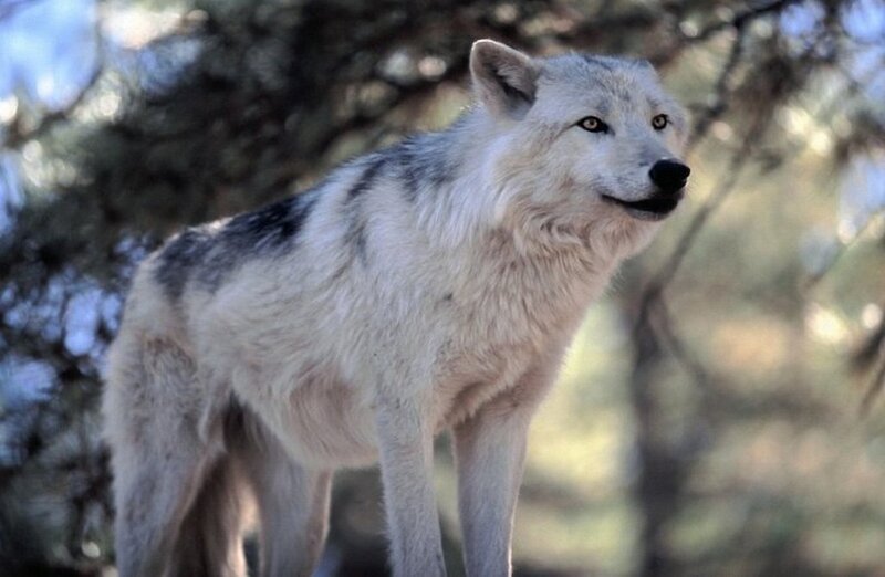 White Wolf Standing — Alert, Afternoon