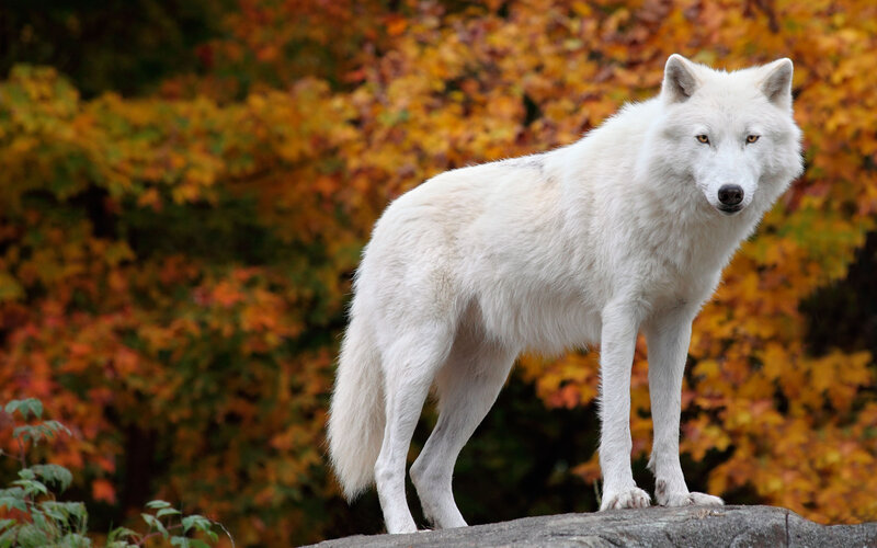 White Wolf Standing — Alert, Autumn, Photograph, Rock