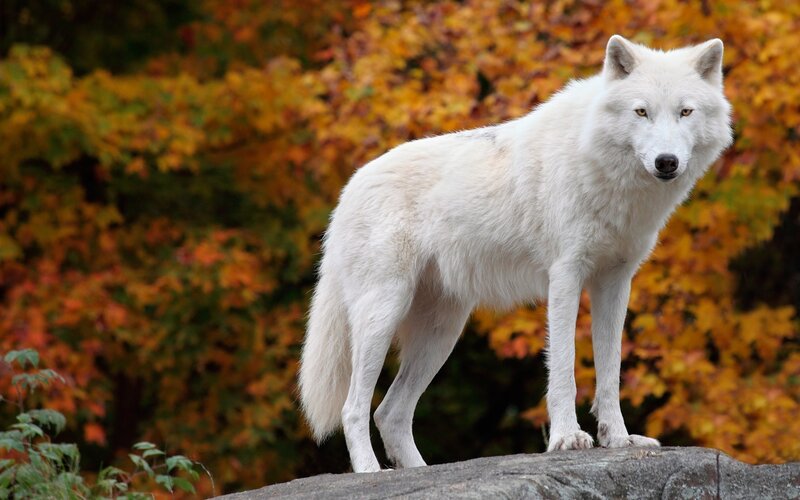 White Wolf Standing — Alert, Autumn, Photograph, Rock, Trees