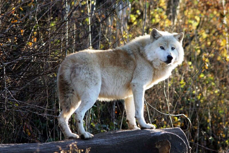 White Wolf Standing — Alert, Autumn, Photograph