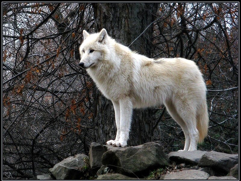 White Wolf Standing — Alert, Autumn, Photograph, Tree