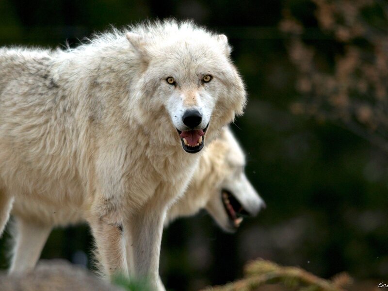 White Wolf Standing — Alert, Photograph, Forest