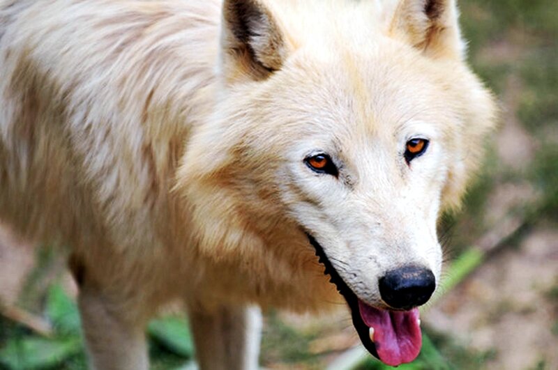 White Wolf Standing — Alert, Photograph, Greenery