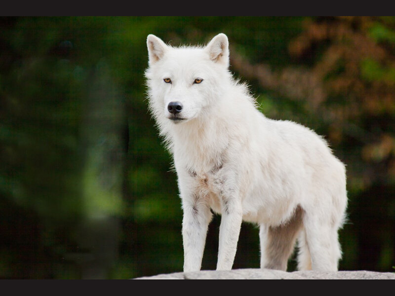 White Wolf Standing — Alert, Photograph, Rock