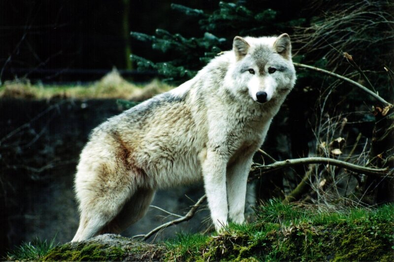 White Wolf Standing — Alert, Photograph