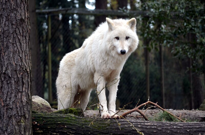 White Wolf Standing — Alert, Photograph, Tree