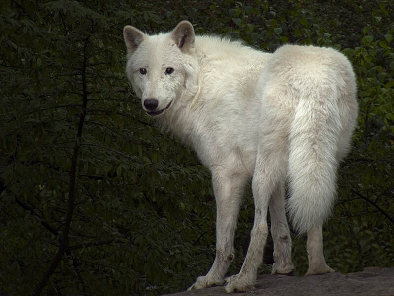 White Wolf Standing — Alert, Photograph, Trees
