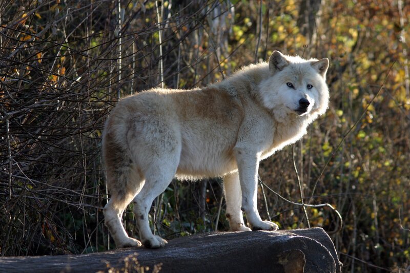 White Wolf Standing — Alert