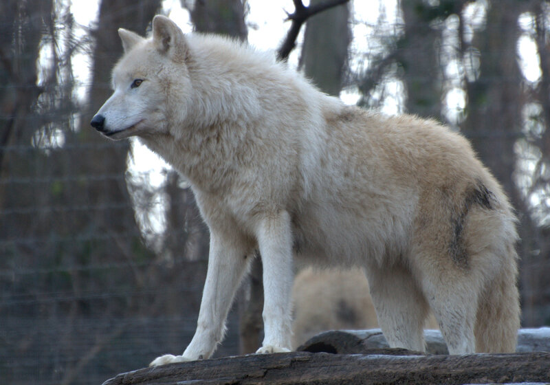 White Wolf Standing — Alert, Winter, Photograph