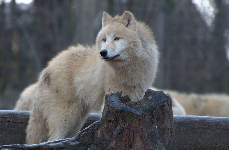 White Wolf Standing — Alert, Winter, Photograph, Tree Stump