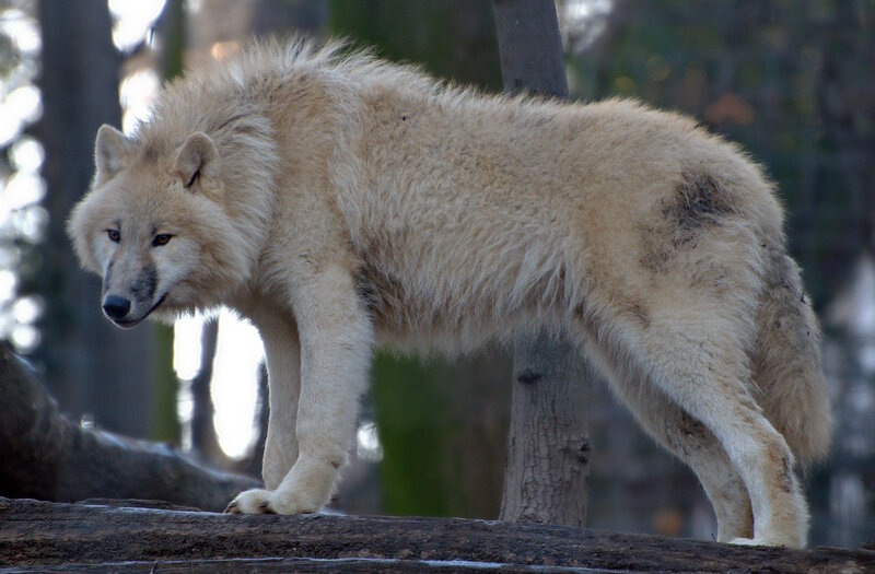 White Wolf Standing — Alert, Winter, Photograph, Tree