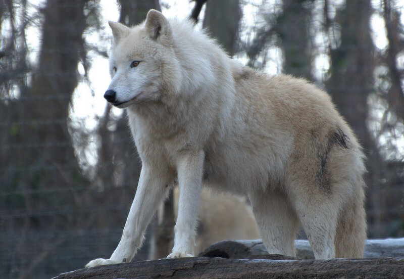 White Wolf Standing — Alert, Winter