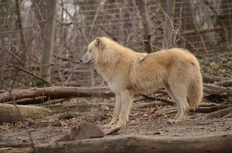 White Wolf Standing — Beige, Calm