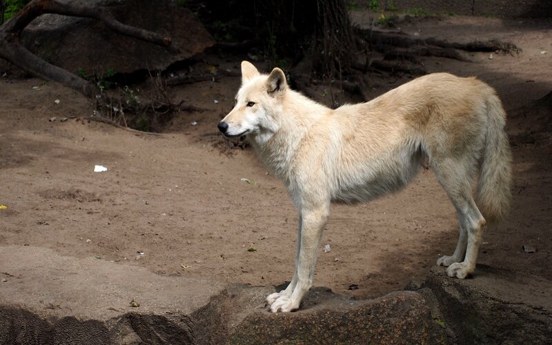 White Wolf Standing — Beige