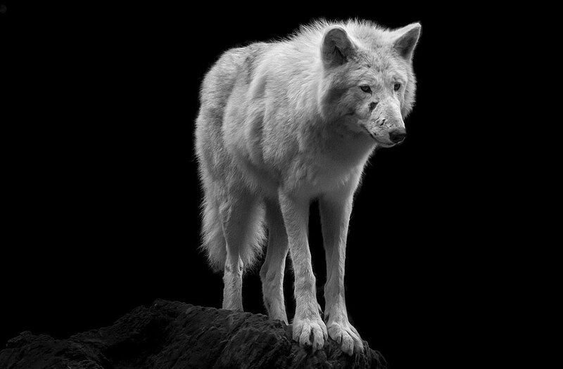 White Wolf Standing — Black, Dramatic, Photograph, Rock
