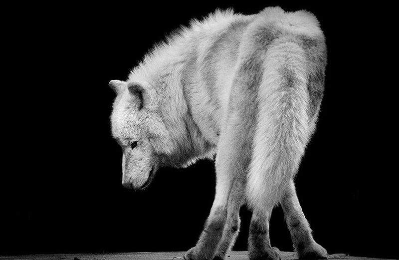 White Wolf Standing — Black, Dramatic, Photograph