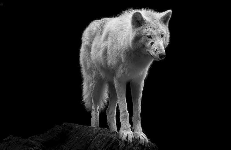 White Wolf Standing — Black, Dramatic